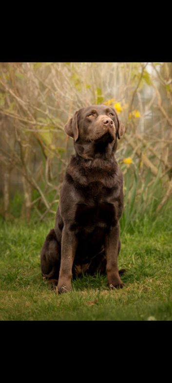 KC registered chocolate Labradors