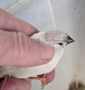 Baby's zebra finches for sale