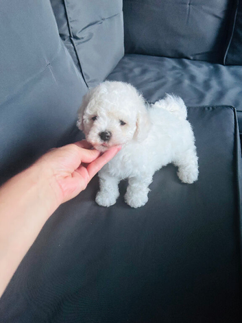 Beautiful Bichon Frise Puppies &ndash; Boy