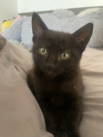 Pet for home