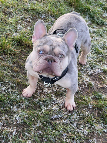 merle French Bulldog Stud Available