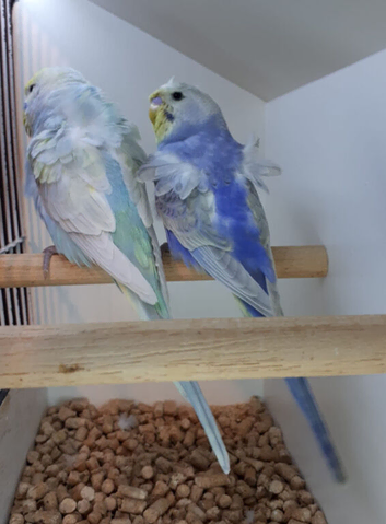 Bonded Pair of Hagaromo Budgies ( Rainbow Split Dun Fallow)