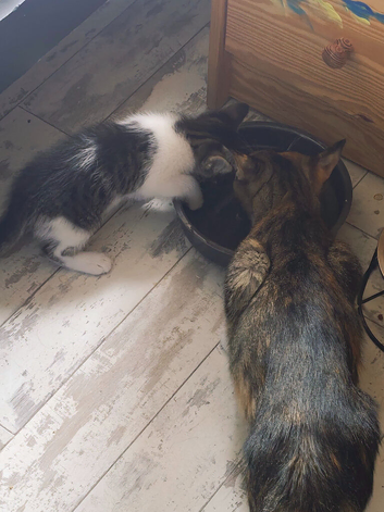 Lovely kitten ask for home