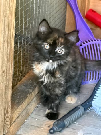 Two beautiful longhaired kittens
