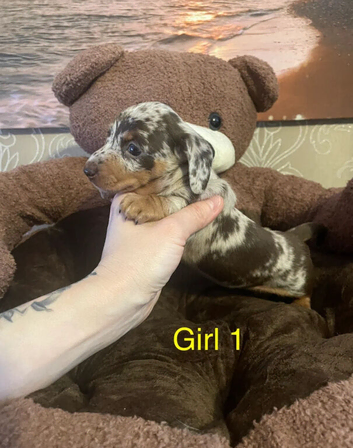 Gorgeous Miniature Dachshund Puppies