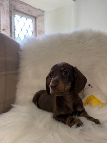 Miniature Dachshund puppies
