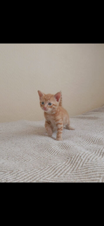Ginger boy ready to be rehomed