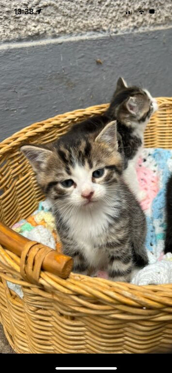 1 male kitten for sale