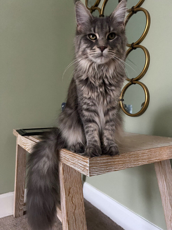 TICA (active) kittens. Russian World champion lineage