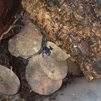 2x Dendrobates tinctorius azureus (blue dart frog)