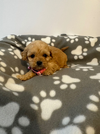 Cavapoo pups