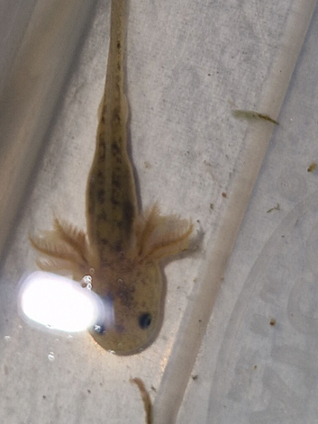 Juvenile axolotls