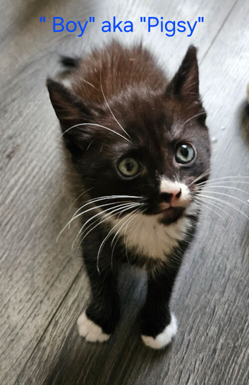 Beautiful 9 week old kittens need forever home