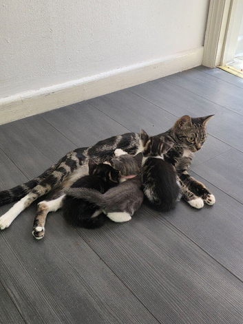 British shorthair/tabby