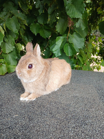 Pure bred Netherland Dwarf Rabbits