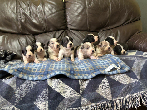Border collie puppies