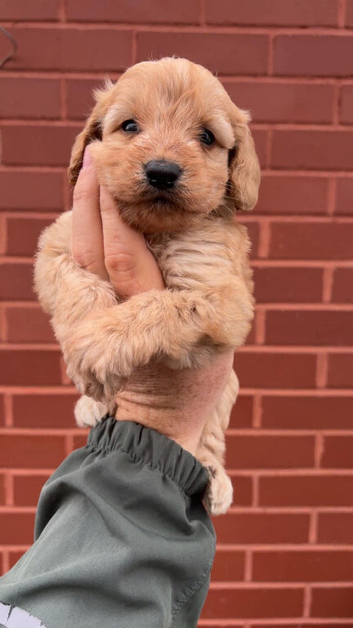 REDUCED Last 2 beautiful cockapoo puppies