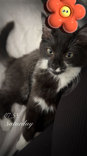 2 1 year old cats