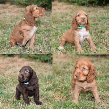 Ready Now Kc Reg Show Type Cocker Spaniels