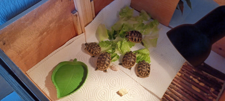 Beautiful baby hermanns tortoises ready now