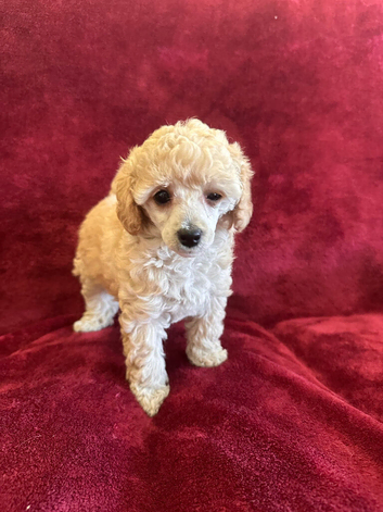 Extensively Health Tested kc toy poodle puppies