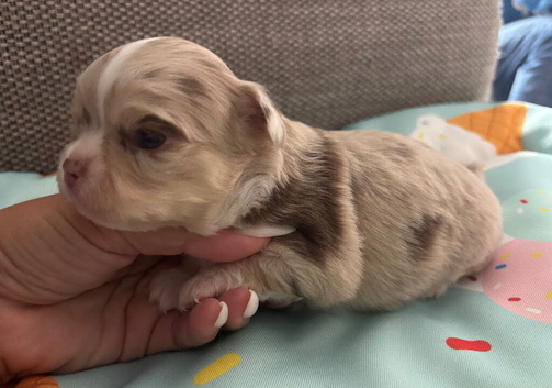 Long coat chihuahua