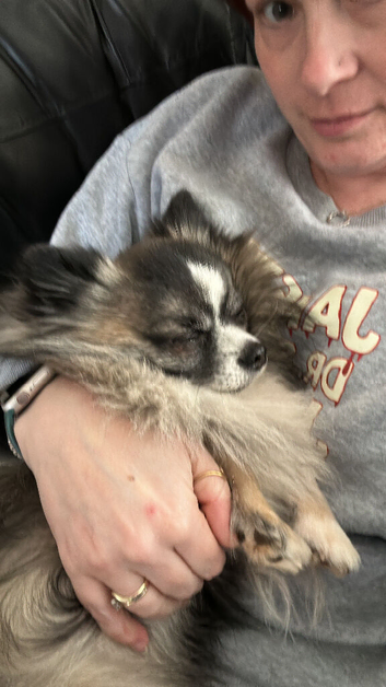 For stud: Wolfsable long haired chihuahua
