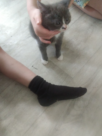 Five kittens for sale ready to go to forever homes mixed litter
