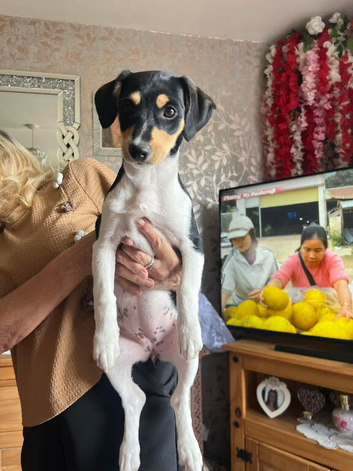 Beautiful jack Russell pup !!!