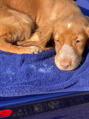 Very sweet spaniel pups for new homes