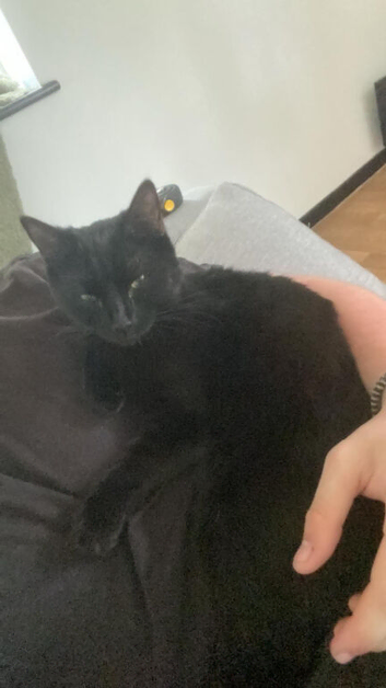 Beautiful black female and handsome tabby boy