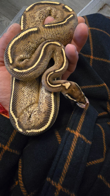 Cyprus freeway royal python female with setup