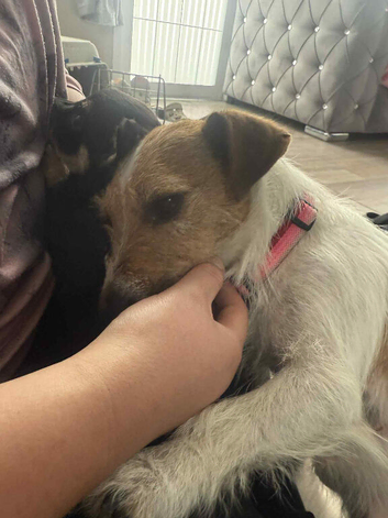 Jack Russell&rsquo;s
