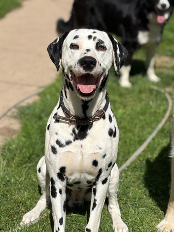 *PROVEN* KC reg black spotted handsome William