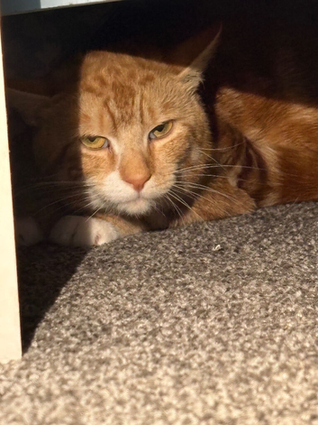 Ginger cat
