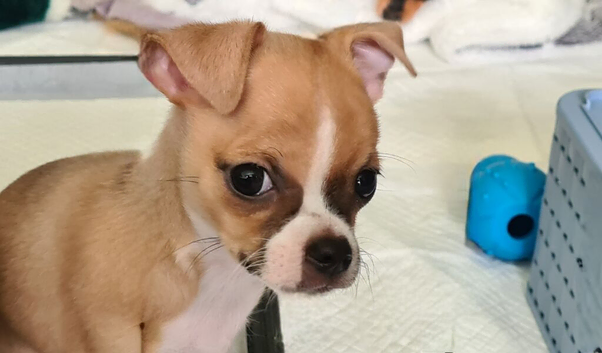 Chihuahua x boys ready to go today (ONLY 3 LEFT)