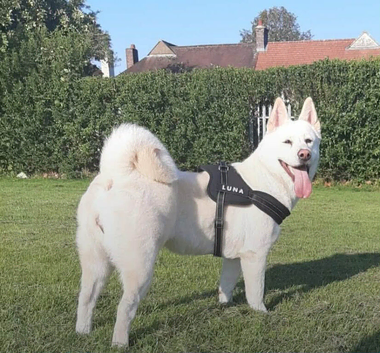 female dog for covering