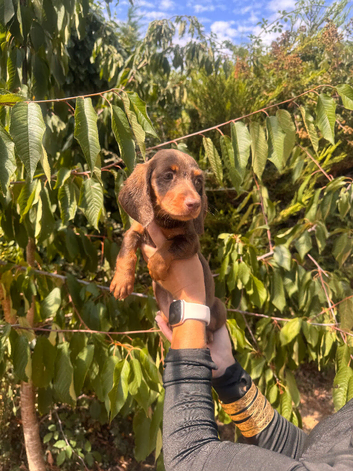 Last 3 Long haired dachshund puppies
