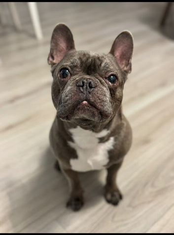 French bulldog for rehome