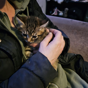 Tabby and black kittens for sale