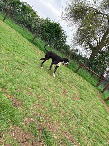 16 Month Great Dane
