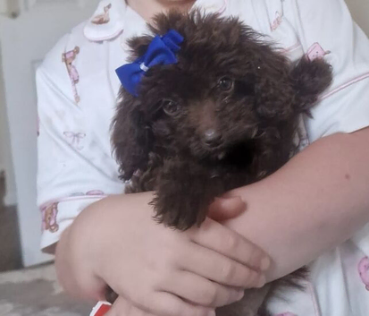 Cockapoo female