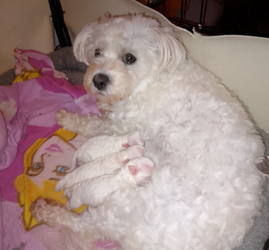 Maltese puppies