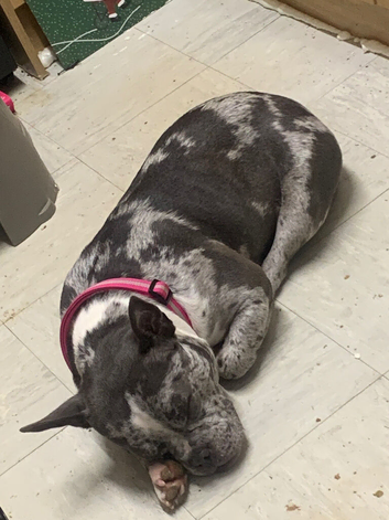 Exotic female micro bully