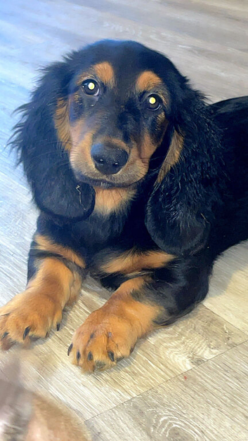 Dachshund x basset