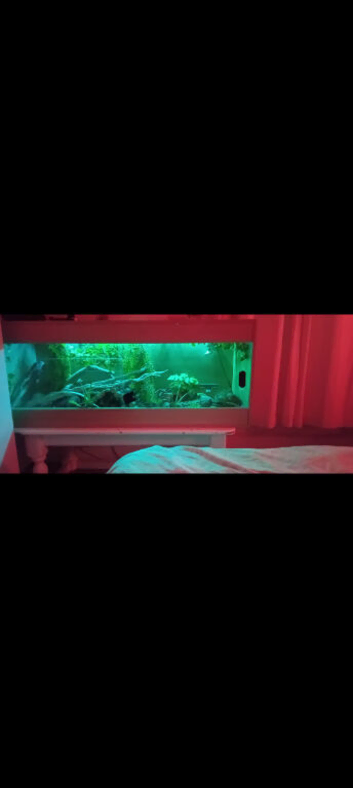 4 foot vivarium & table