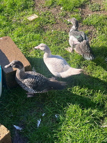 Barred muscovy trio - Male & 2 Females