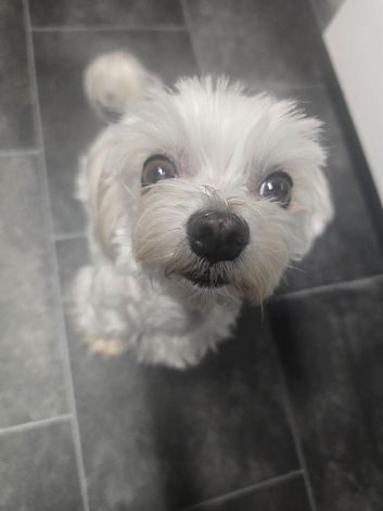 8 year old Maltese girl