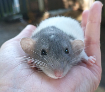 Standard and dwarf rats