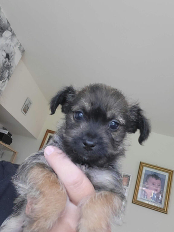 Cockapoo x chihuahua girls